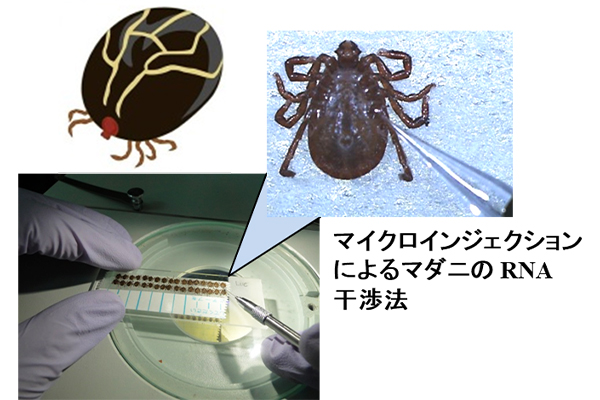 病原体の媒介に関する研究