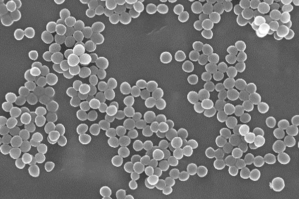 病原菌・薬剤耐性菌に関する研究